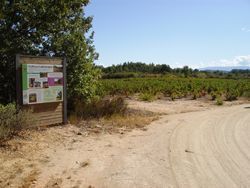 Camino de Los Rodales. Miranda del Castañar