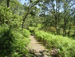 Camino del Peñasco. El Casarito