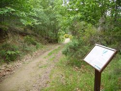 Ruta del Cedro Centenario de Béjar