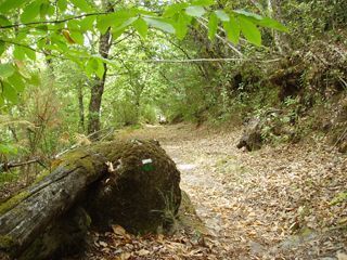 Ruta de la Dehesa de Mogarraz