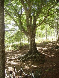 Camino del molino y del haya de Herguijuela