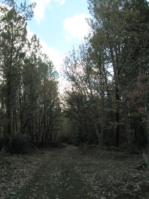 Camino de la mula
