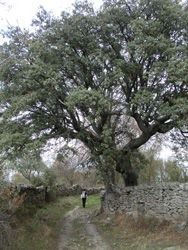 Sendero del Molino de la Vega. Sobradillo