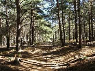 bosque3